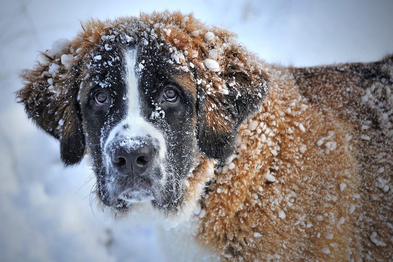 How to Maintain a Healthy Diet for Senior Dogs